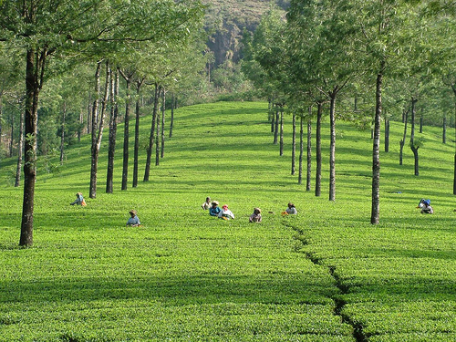 Estates and Sightseeing, Munnar